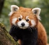 Descubrimiento de más fósiles del Mioceno reescribe compleja evolución del panda rojo, según estudio