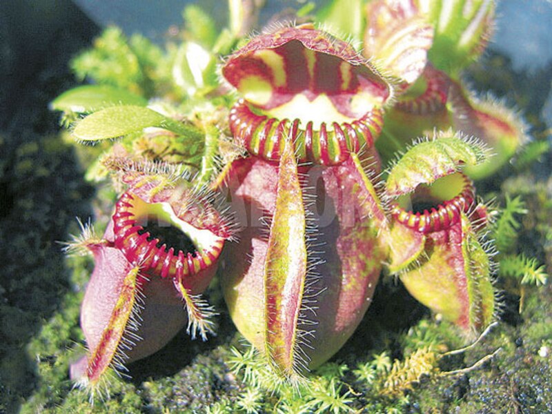 Plantas carnívoras