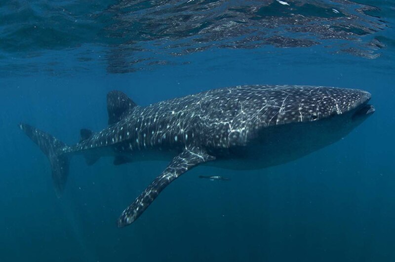 Tiburón ballena nadando en el océano