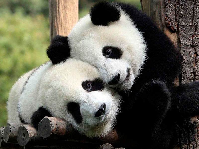 Pandas abrazándose