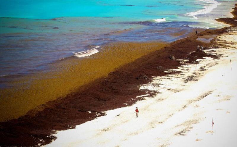 Sargazo en la playa