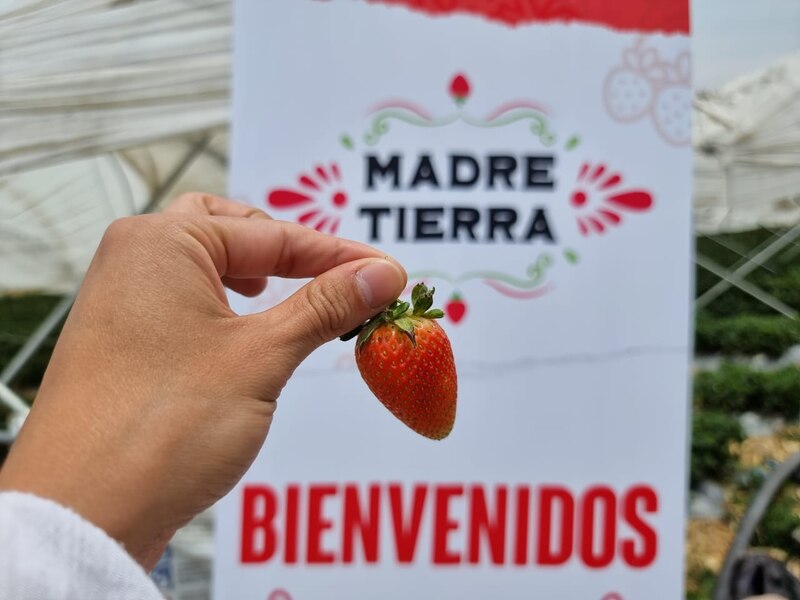 Madre Tierra