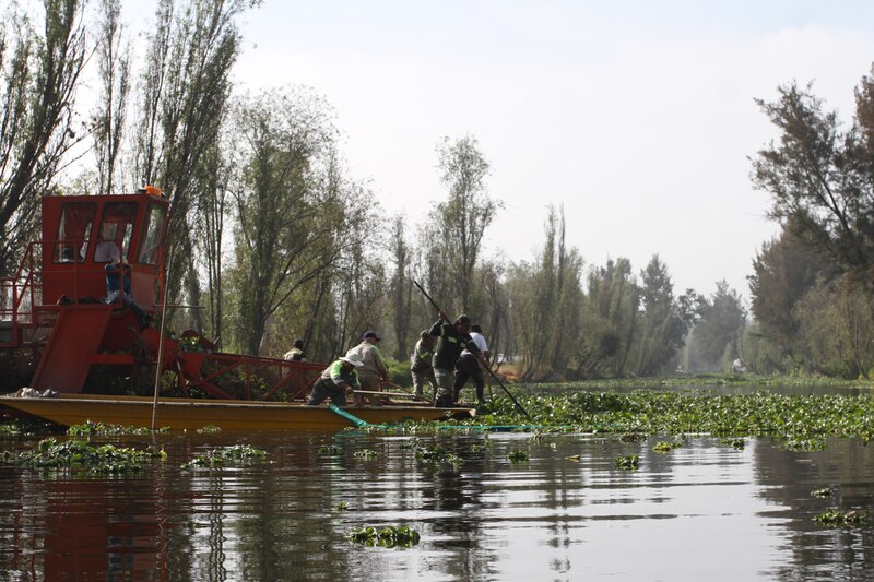 Limpieza de canales en Xochimilco
