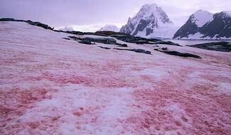 Estudio revela que la “nieve rosa” antártica es más extensa de lo previsto