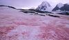 Estudio revela que la “nieve rosa” antártica es más extensa de lo previsto