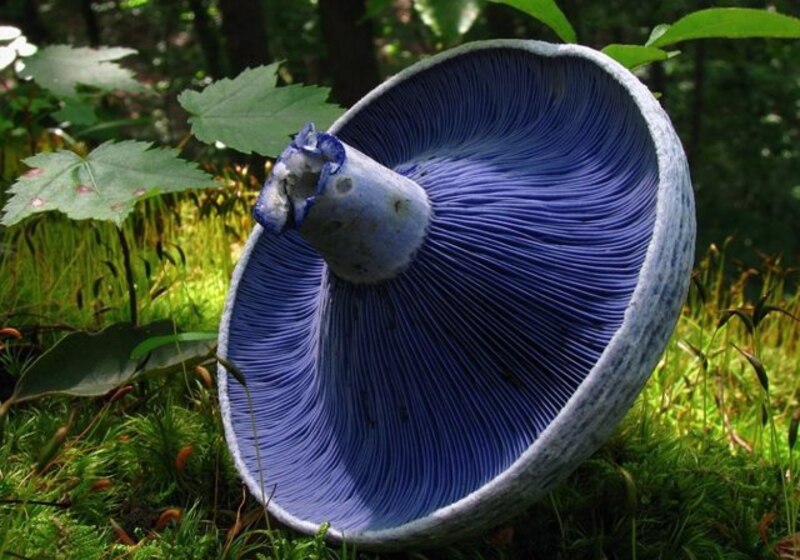 El hongo azul