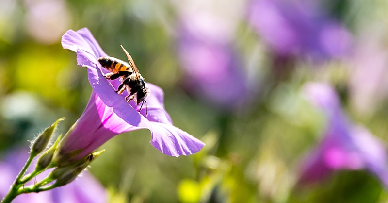 Abeja tomando néctar de una flor morada