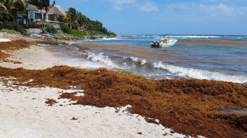 Playa con sargazo