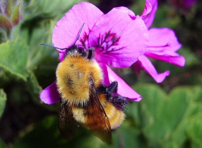 Abeja en una flor