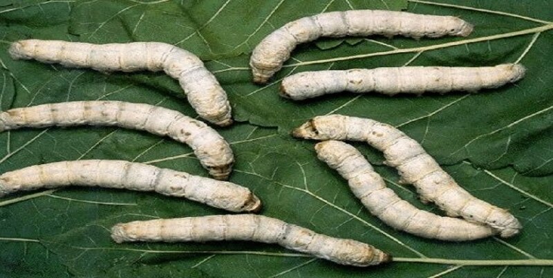 Gusanos de seda