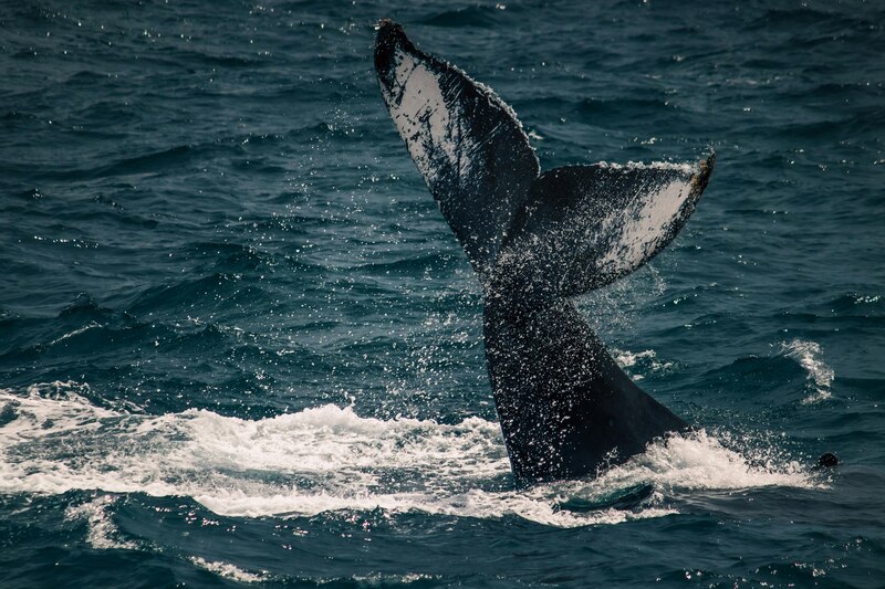 Cola de un cetáceo sumergiéndose en el Golfo de California, representando los retos y esfuerzos de conservación en la región.