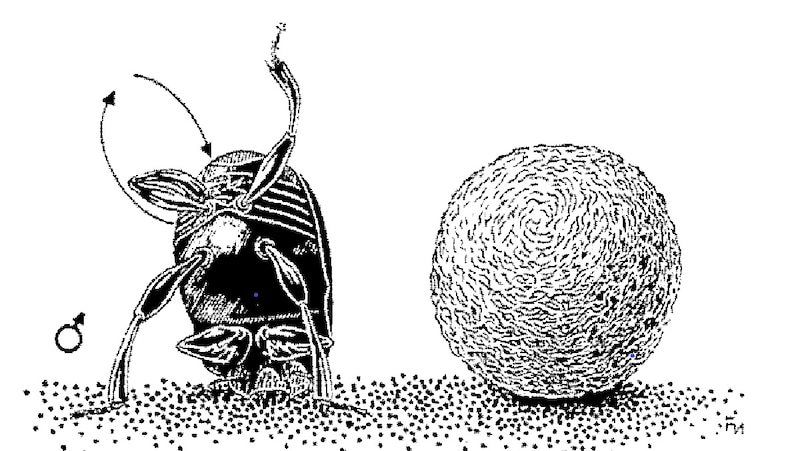 El escarabajo pelotero
