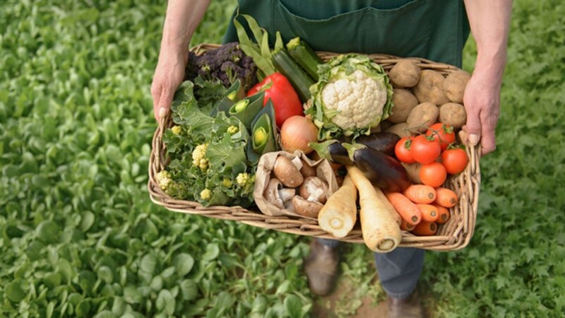 Cosecha de verduras frescas