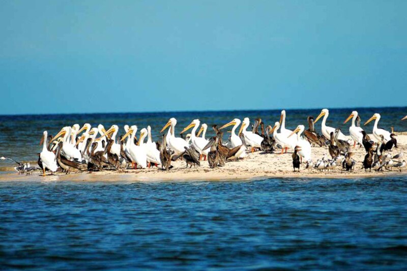 Pelícanos en la playa