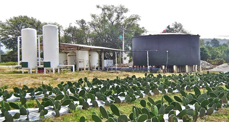 Granja de cactus con sistema de riego tecnificado