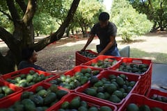 Reactivan inspectores de EU certificación en las plantas aguacateras de Michoacán 