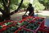 Reactivan inspectores de EU certificación en las plantas aguacateras de Michoacán 