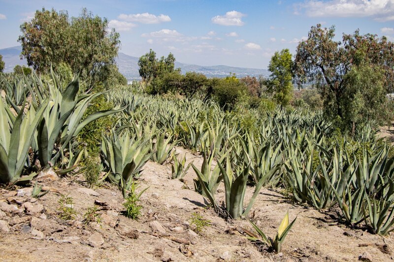 Cultivo de agave en México