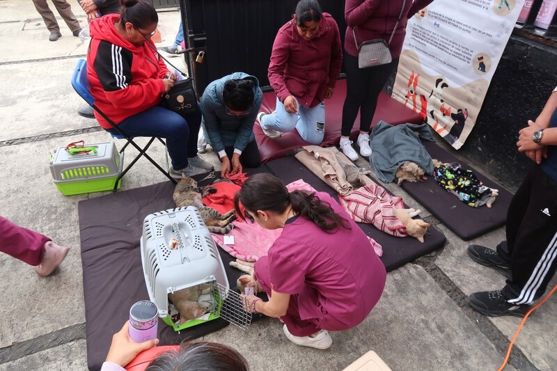 Jornada de esterilización de mascotas en la Ciudad de México