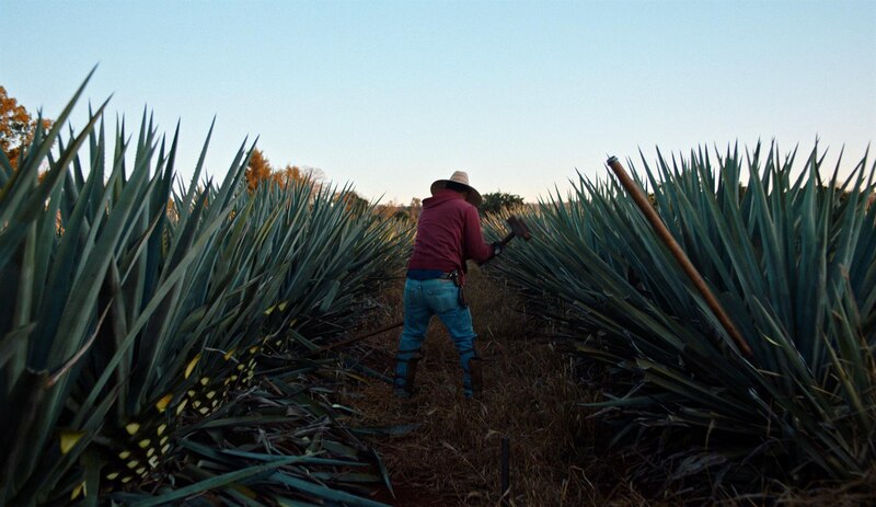 Un campesino trabajando en un campo de agave
