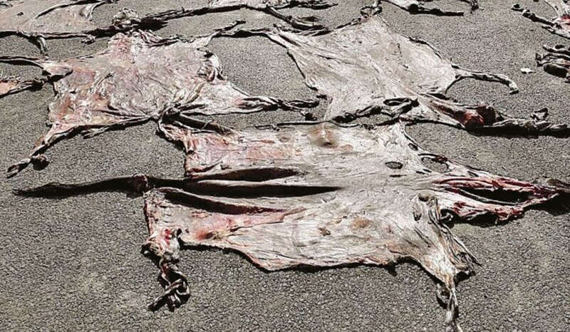 Pieles de animales sacrificados