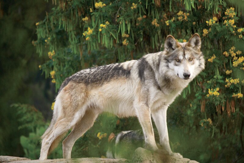 Lobo gris mexicano
