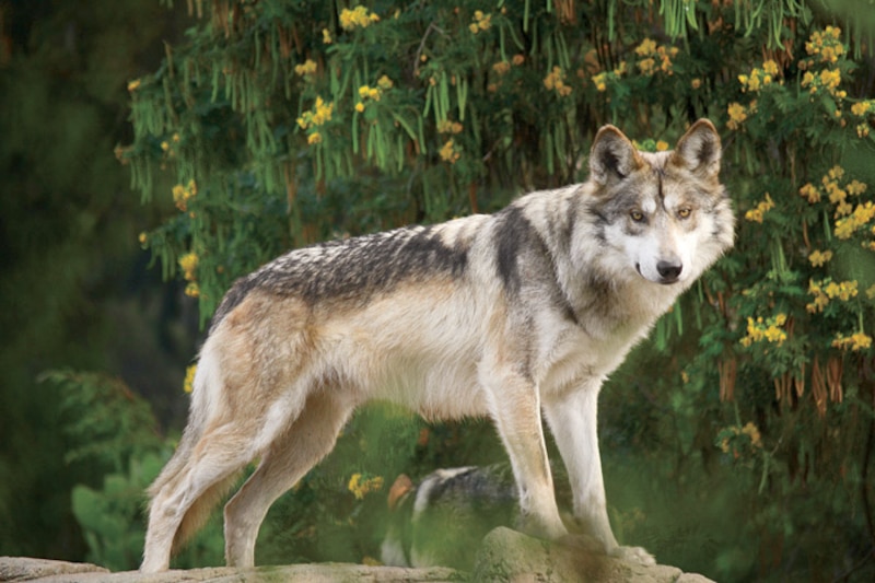 Lobo gris mexicano
