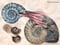 Extintos ammonites, fósiles índice para los geólogos 
