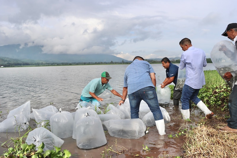 Autoridades y pescadores liberan alevines de tilapia en laguna como parte del programa de recuperación pesquera