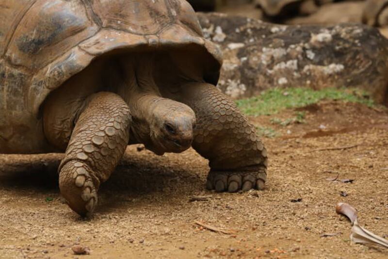 Una tortuga gigante camina lentamente por la tierra
