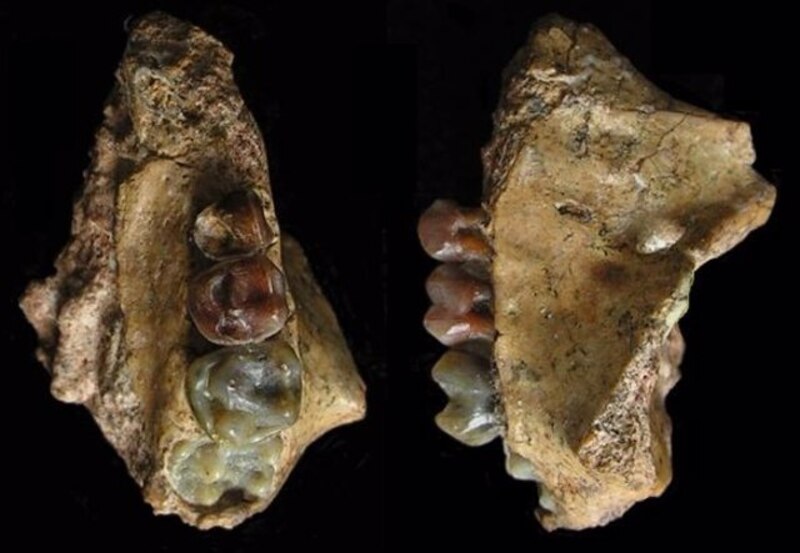 Dientes fósiles de un homínido primitivo