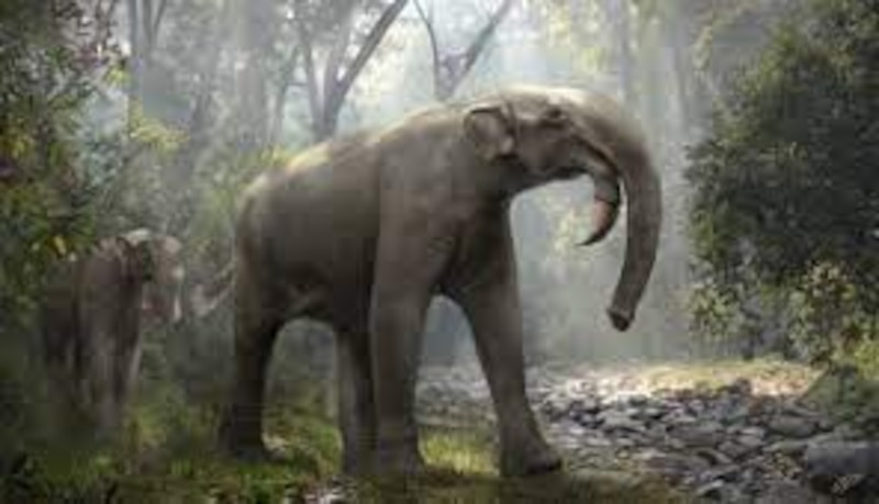 El mamut, un gigante de la prehistoria