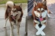 Perro recibe pensión alimenticia tras el divorcio de sus dueños; la historia del husky Lucas en Tabasco