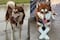 Perro recibe pensión alimenticia tras el divorcio de sus dueños; la historia del husky Lucas en Tabasco