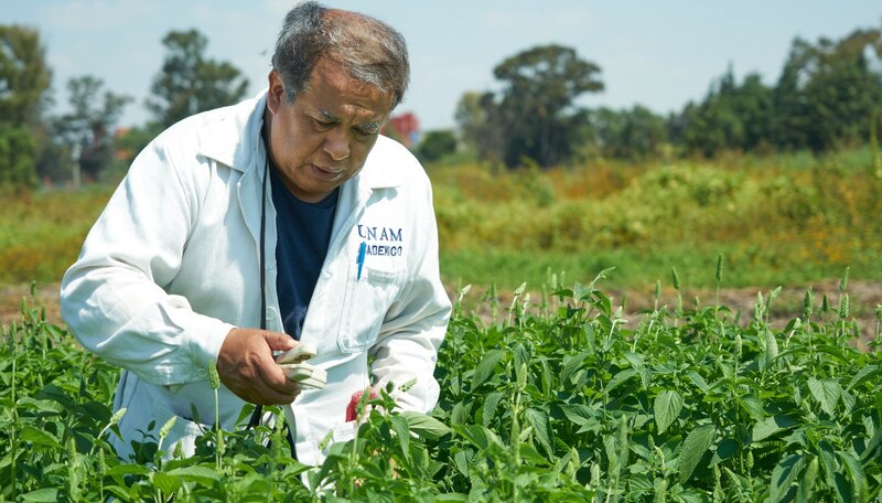Científico de la UNAM desarrolla nueva variedad de planta resistente a la sequía
