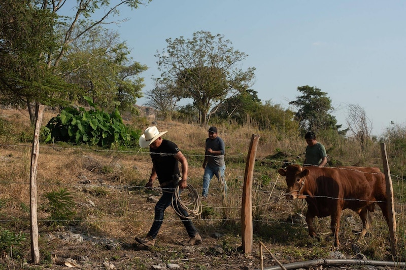 Los ganaderos expresaron su preocupación porque se presente otro caso de contagio de este gusano barrenador