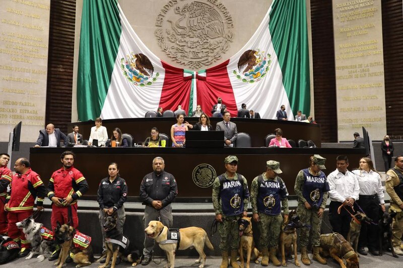 Perros rescatistas en el Senado de México