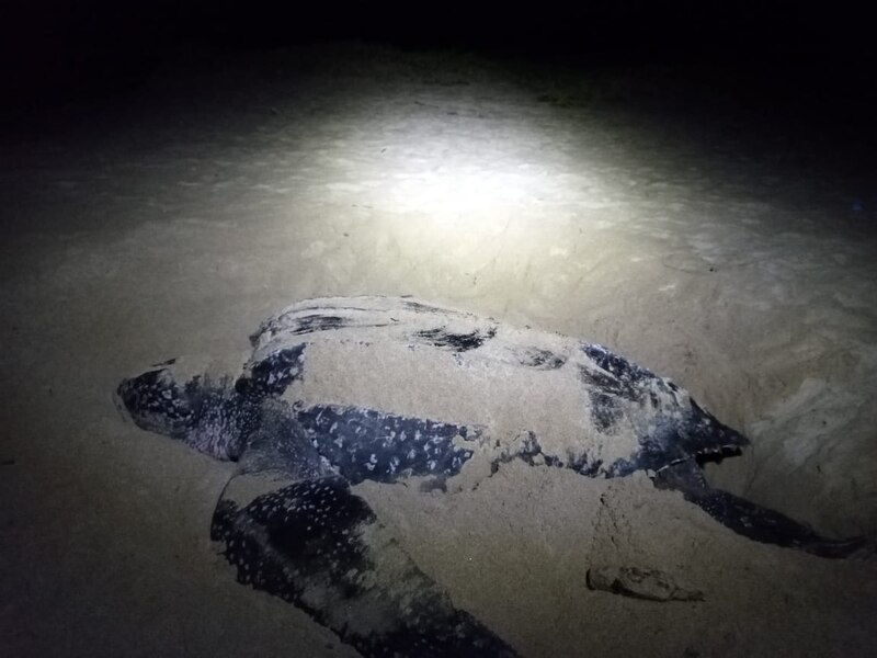 Tortuga marina en la playa
