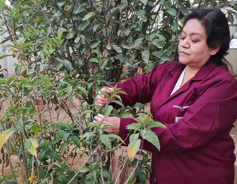 Mujer recogiendo hojas de una planta