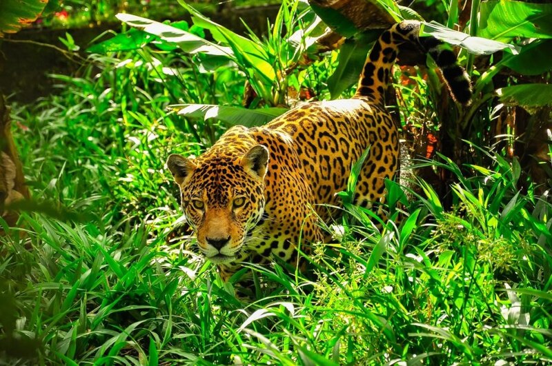 Jaguar en la selva