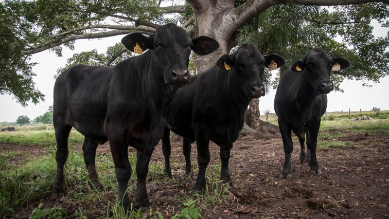 Vacas negras en el campo