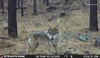 Registran ejemplar de lobo mexicano nacido en libertad en Área Natural Protegida en Chihuahua 