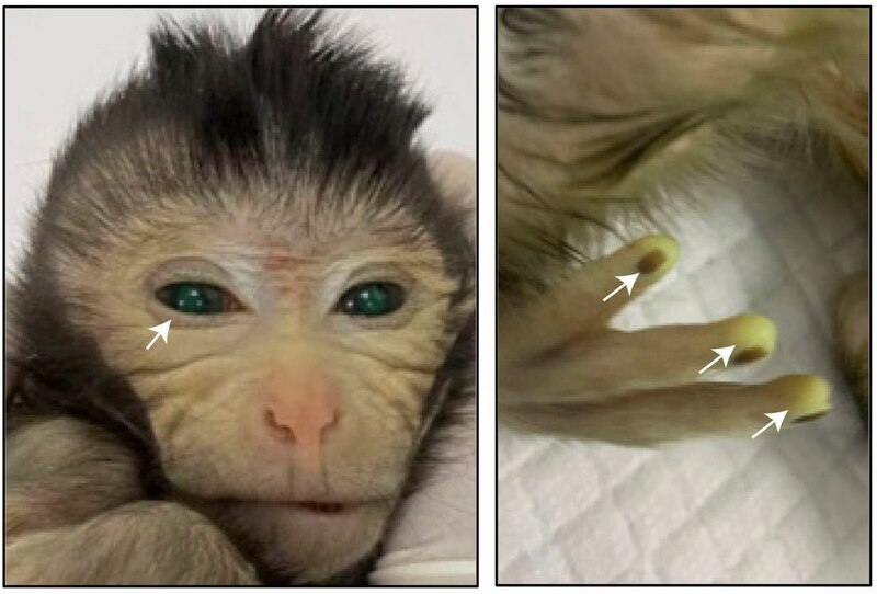 Mono con conjuntivitis y dedos amputados