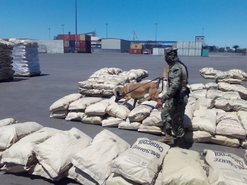 Perro policía olfatea carbón vegetal en busca de drogas