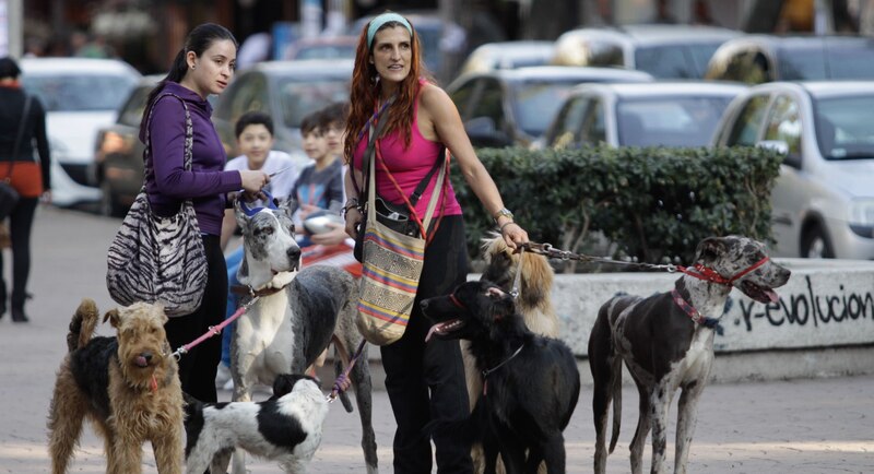 Mujeres paseando perros