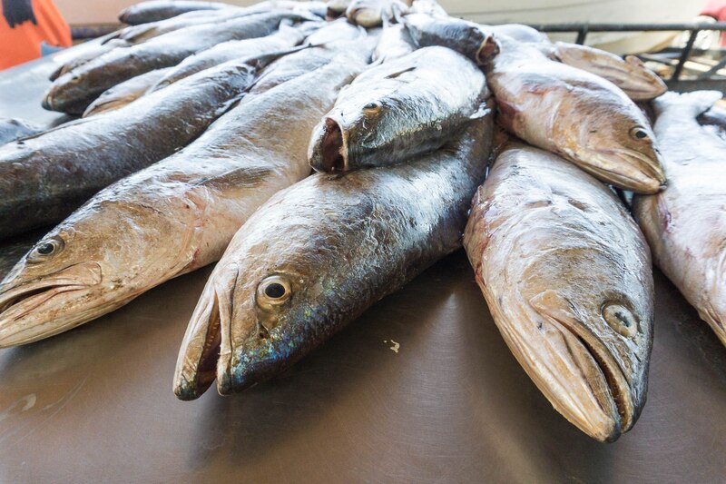 Una pesca abundante de corvinas