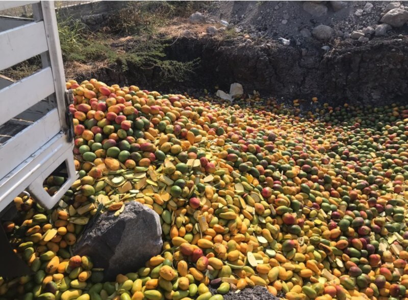 Toneladas de mangos se desperdician en México