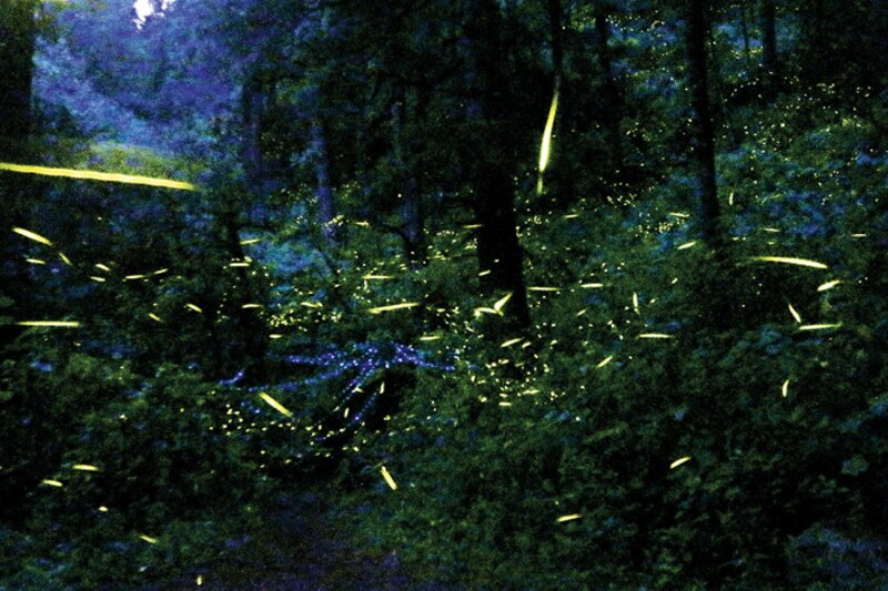 Luciérnagas en el bosque