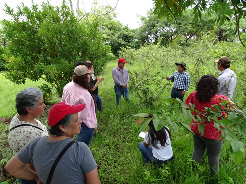 Agricultores aprenden sobre nuevas técnicas de cultivo