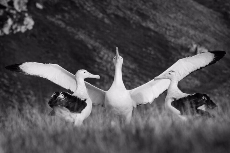 Albatros en la isla de Georgia del Sur